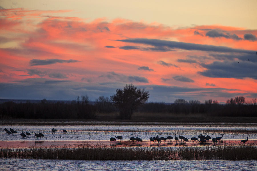 Bosque del Apache Sunset Photograph by Diana Powell