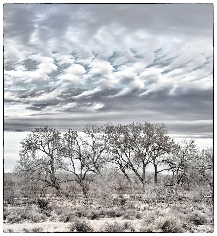 Tree Photograph - Bosque Pale by Mary Lee Dereske