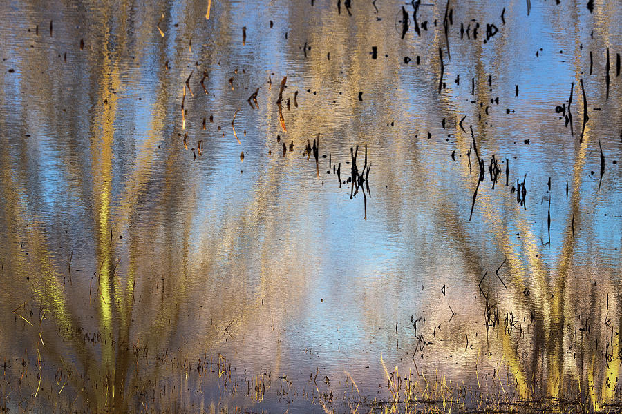 Bosque Reflections Photograph by Diana Powell