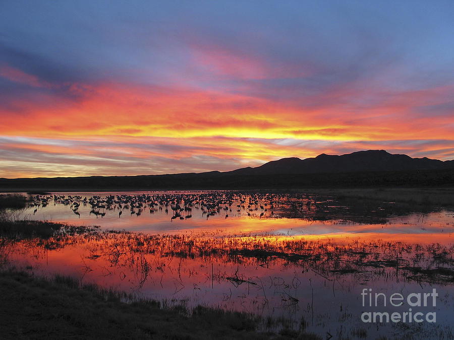 Bosque sunset I Photograph by Steven Ralser
