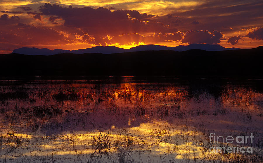 Bosque Sunset - orange Photograph by Steven Ralser