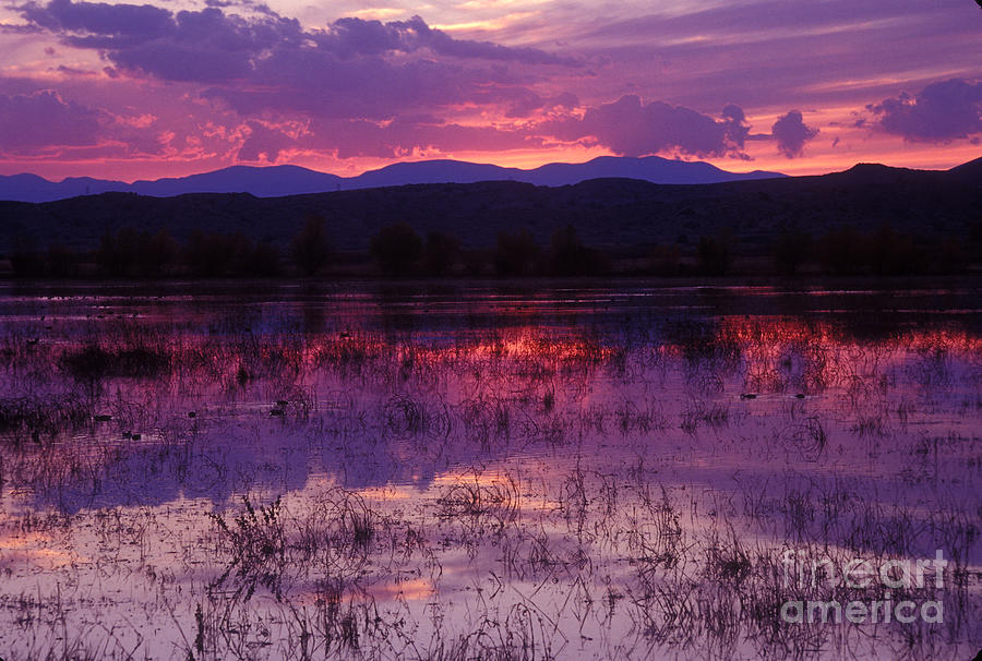 Bosque sunset - purple Photograph by Steven Ralser