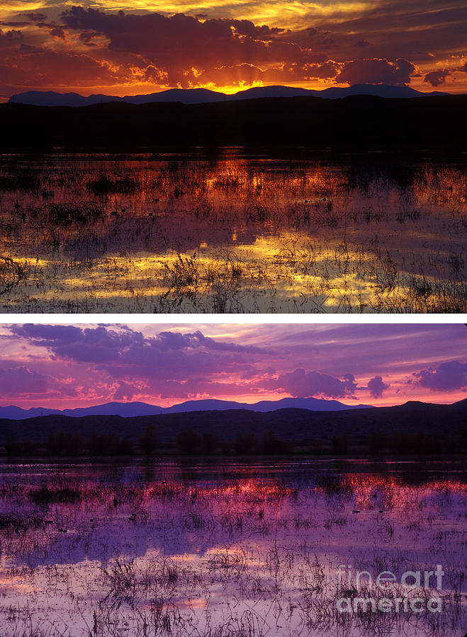 Bosque sunsets Photograph by Steven Ralser