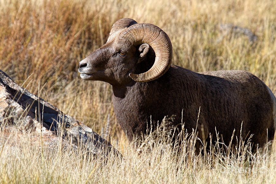 Bighorn Sheep Photograph - Boss Man by Jim Garrison