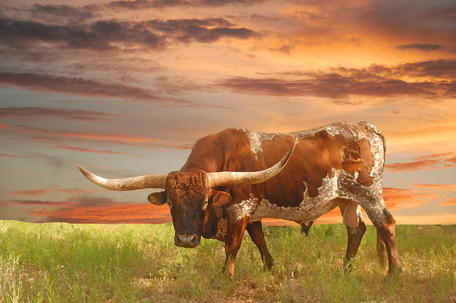 Texas Photograph - Boss Man by Robert Anschutz