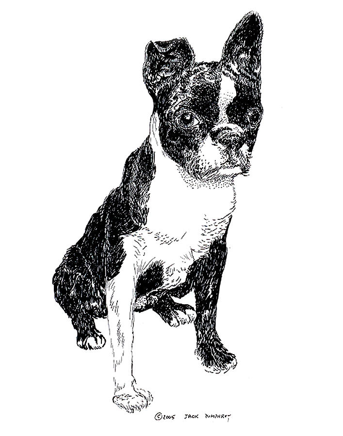 Boston Bull Terrier Drawing by Jack Pumphrey