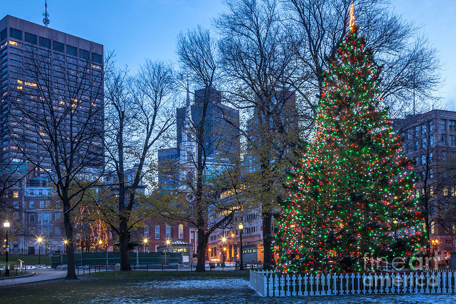 Boston Common Christmas Tree Photograph by Susan Cole Kelly