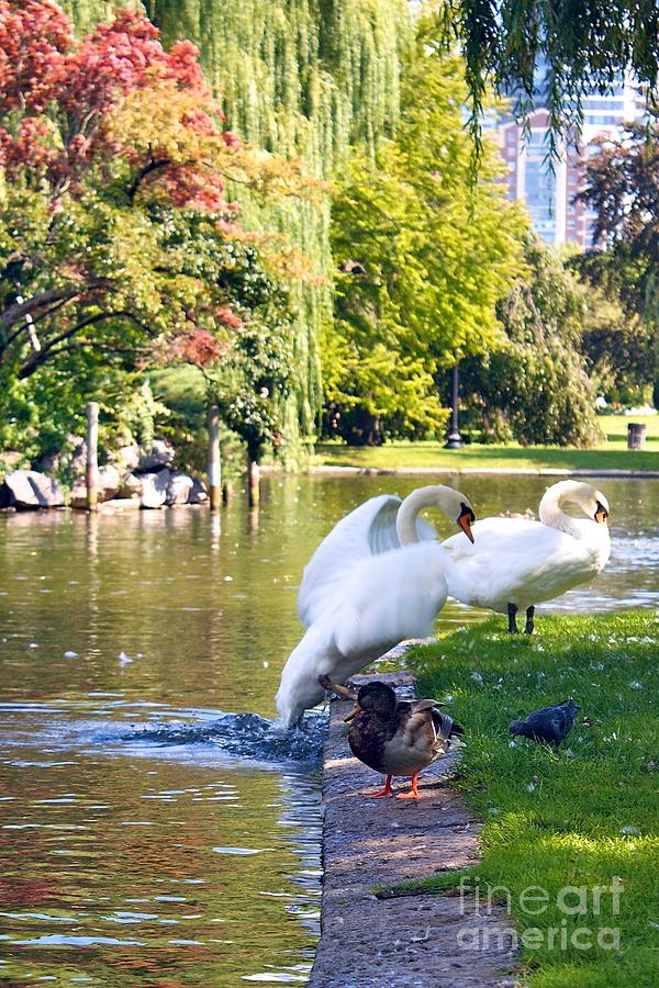 Boston Photograph - Boston Common Swan Lake by Alanna DPhoto