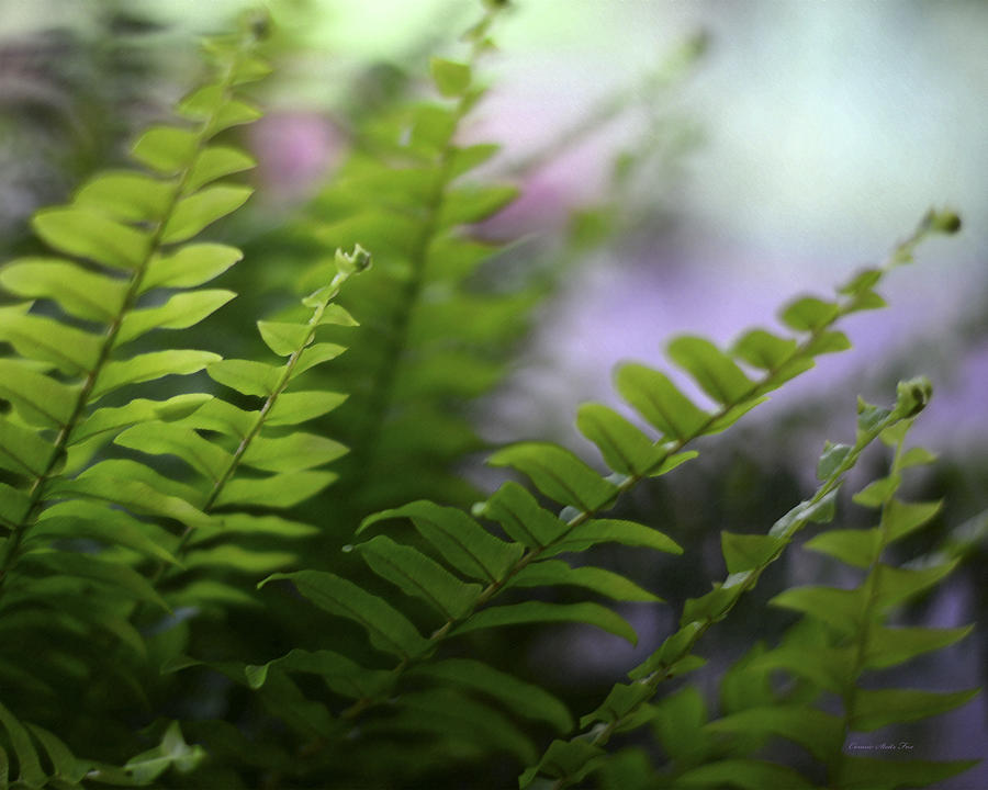 Boston Fern With Bokeh Photograph by Connie Fox