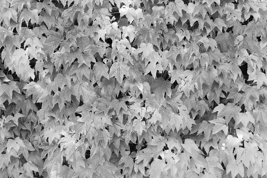 Boston Ivy in Monochrome Photograph by Semmick Photo
