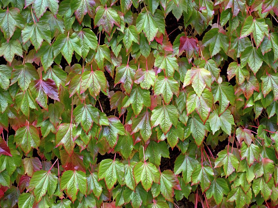 Summer Photograph - Boston Ivy (parthenocissus Tricuspidata) by Geoff Kidd/science Photo Library