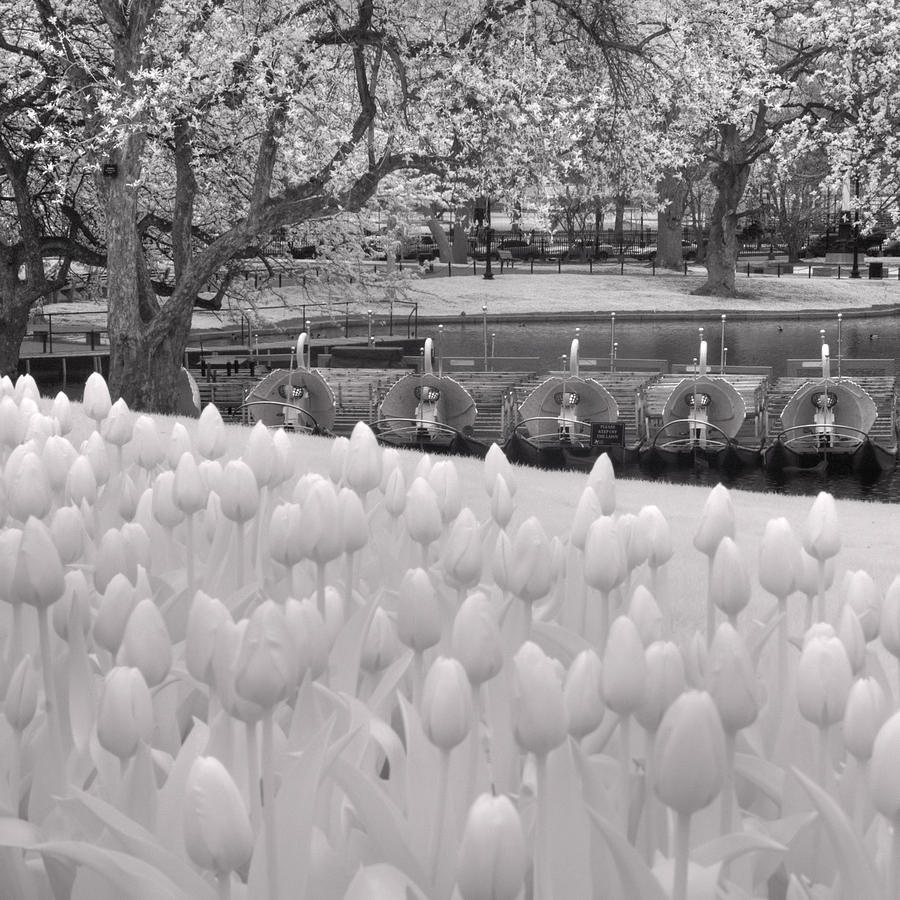 Boston Public Garden Swan Boats - Black and White Photograph by Joann Vitali
