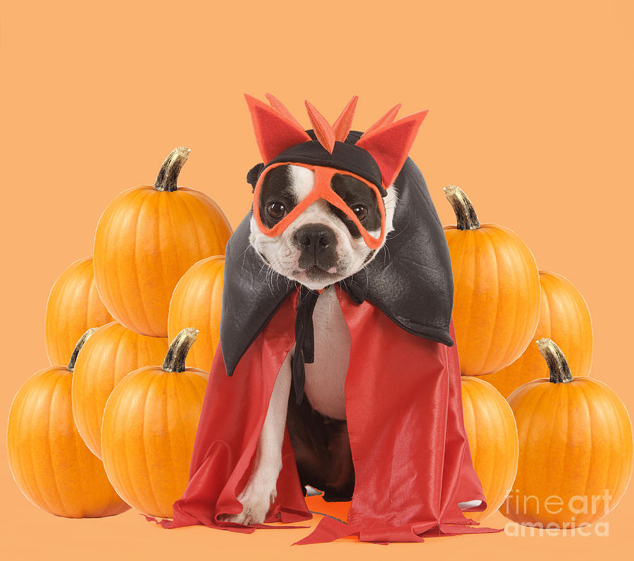 Boston Terrier At Halloween Photograph by Jean-Michel Labat/John Daniels