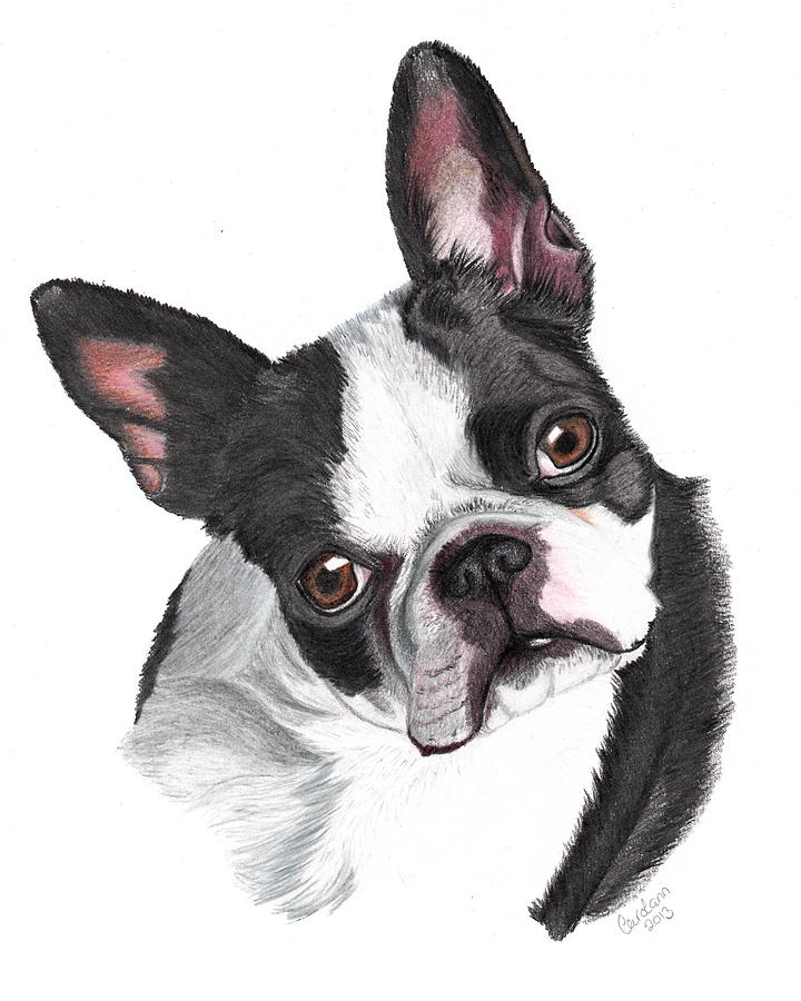 Boston Terrier Face Drawing