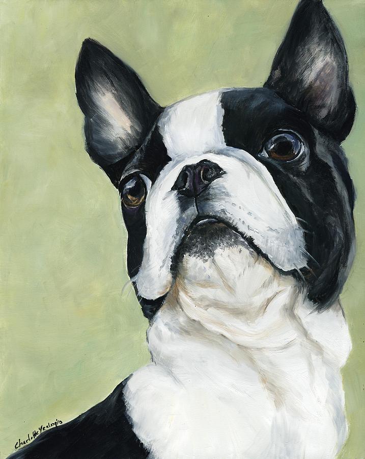 Boston Terrier Painting by Charlotte Yealey