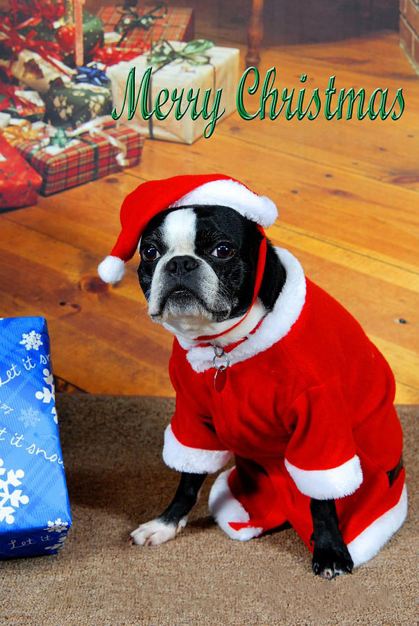 Boston Terrier Christmas Photograph by Donald Williams