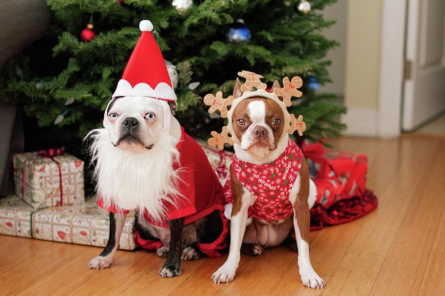 Boston Terrier Christmas Photograph by Genevieve Morrison