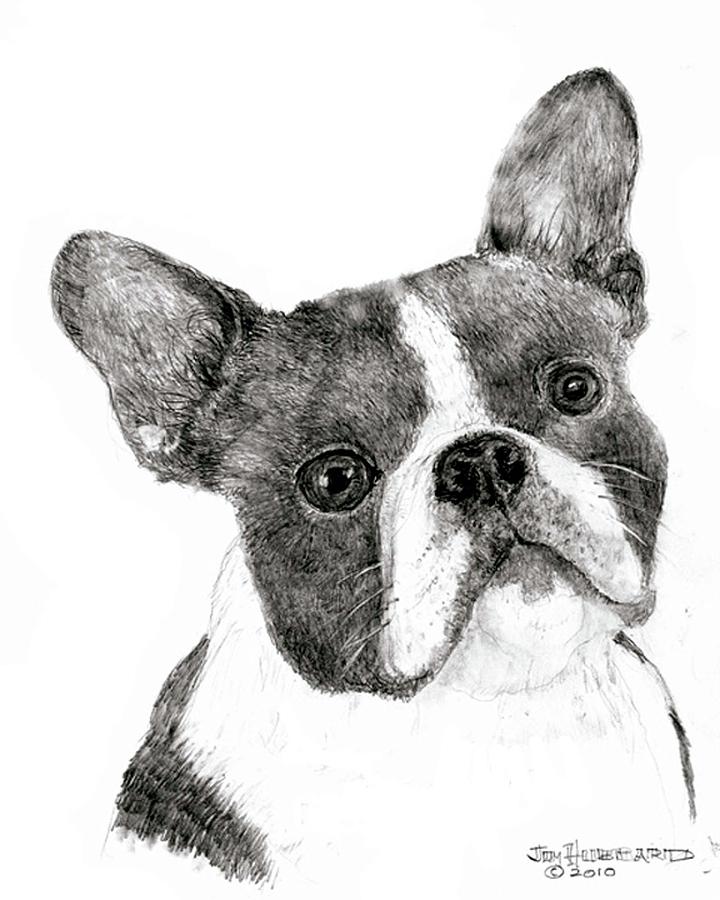 Boston Terrier Drawing - Boston Terrier by Jim Hubbard.