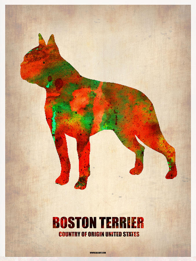 Boston Terrier Painting - Boston Terrier Poster by Naxart Studio