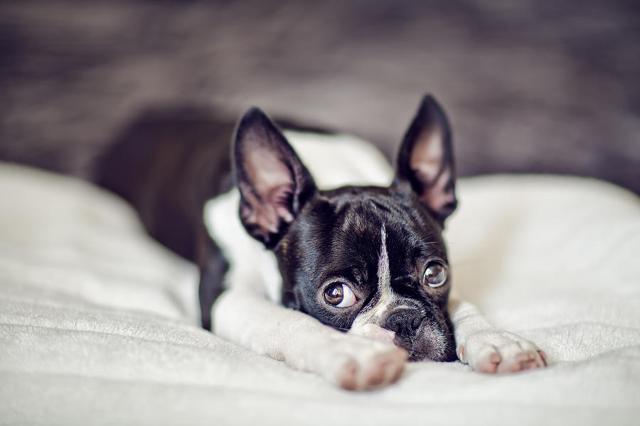 Boston Photograph - Boston Terrier Puppy by Nailia Schwarz