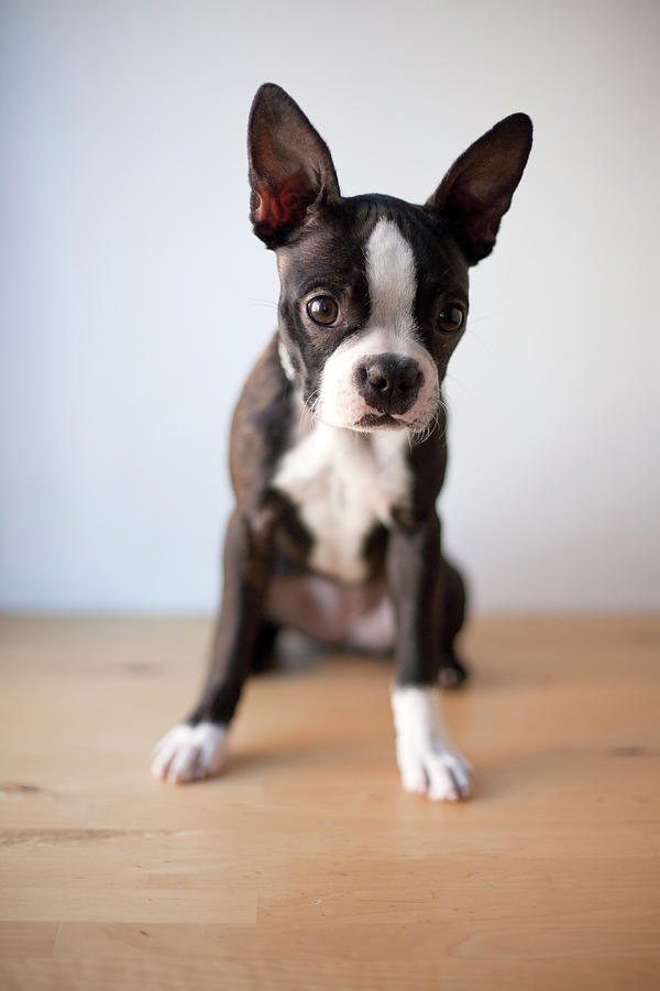Boston Terrier Puppy On Wood Surface Photograph by Chris Parsons