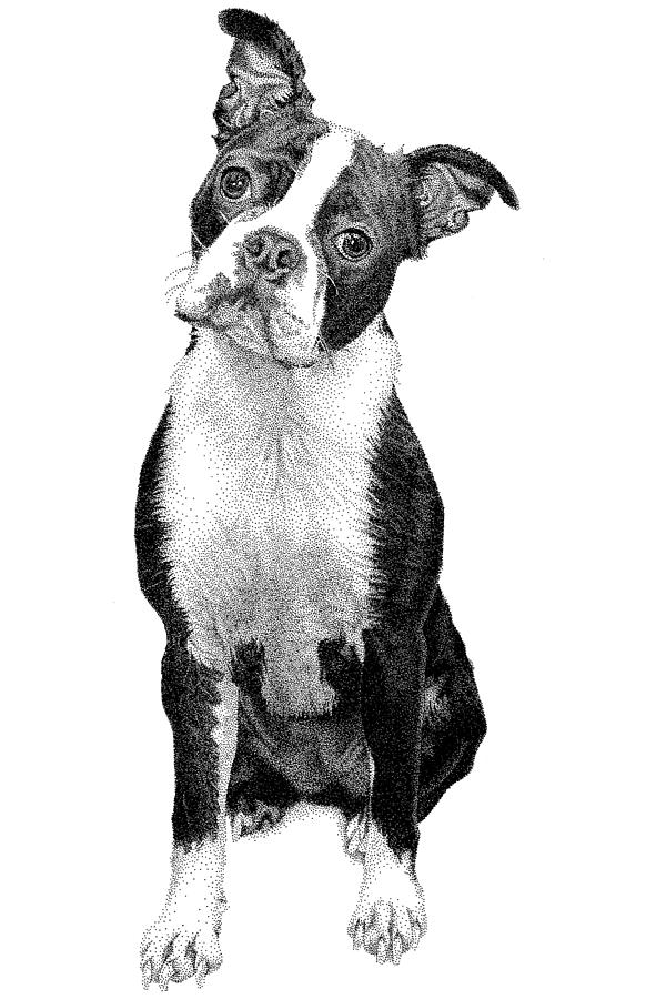 Boston Terrier Drawing - Boston Terrier by Rob Christensen