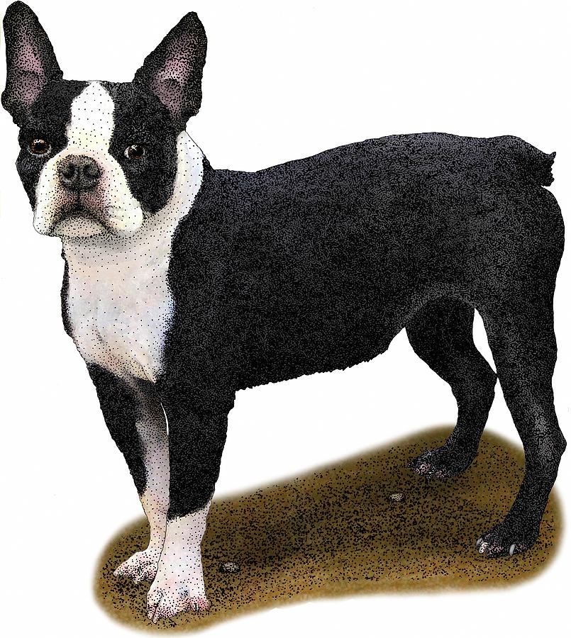 Boston Terrier Photograph by Roger Hall