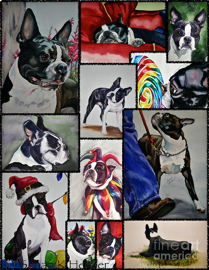 Boston Terrier Watercolor Collage Painting by Susan Herber