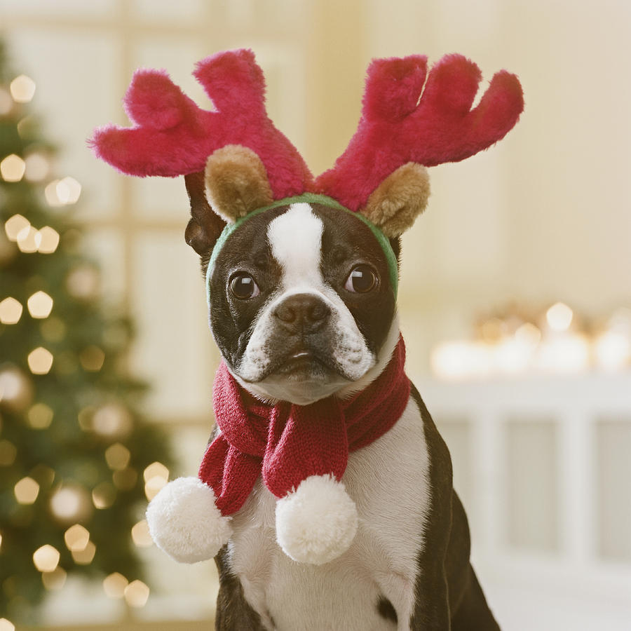 Boston Terrier wearing reindeer antlers in front of Christmas tree, close-up Photograph by GK Hart/Vikki Hart