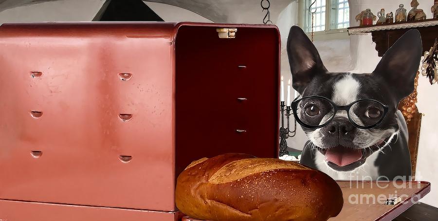 Bread Photograph - Boston Terrier Whats For Dinner by Liane Wright