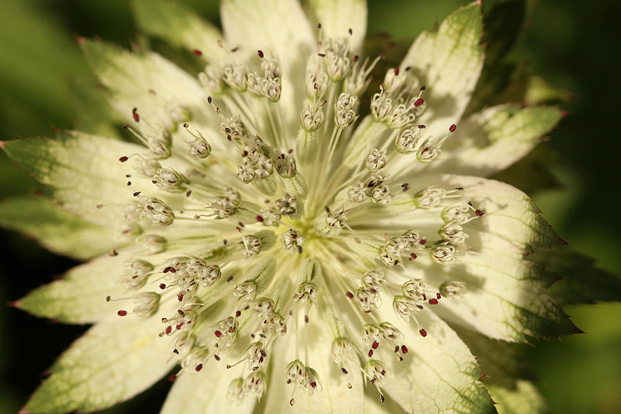 Nature Photograph - Botanica .. Details by Connie Handscomb