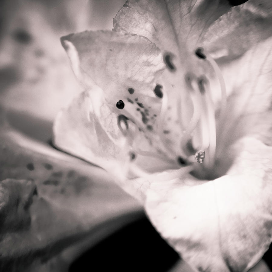 Black And White Photograph - Botanical Abstract 5427 by Timothy Bischoff