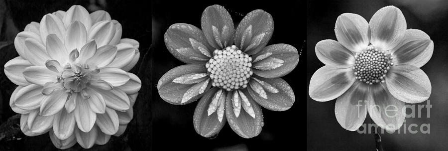 Botanical Blooms in Black and White Photograph by Sonya Lang