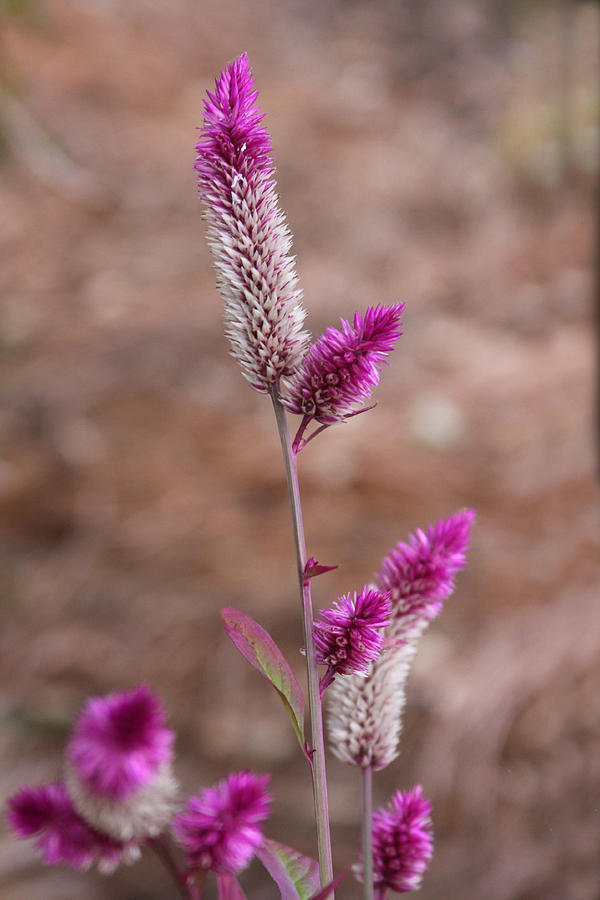Botanical Bokeh Photograph by Kandy Hurley