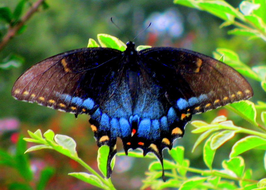 Botanical Butterfly Photograph by Randall Weidner