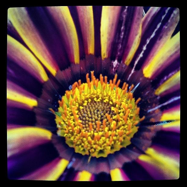 Nature Photograph - #botanical #flora #flower #bradstarks by Brad Starks