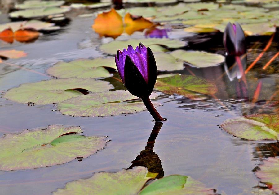 Botanical Garden Photograph - Botanical Garden Lotus Flowers by Kristina Deane