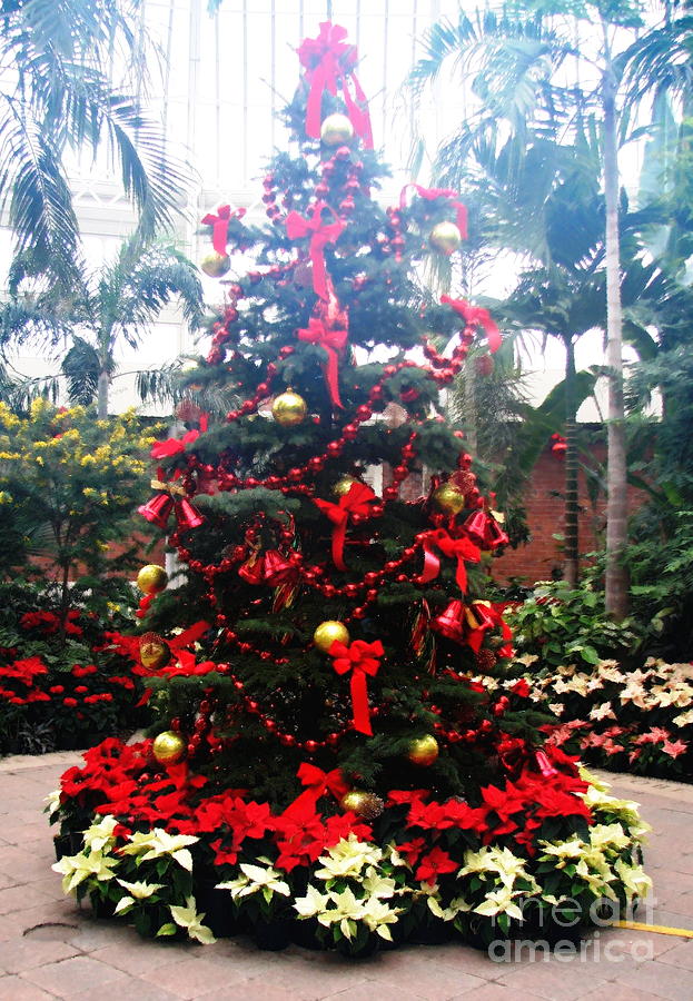 Botanical Gardens Christmas Tree in the Mist with Oil Painting Effect Photograph by Rose Santuci-Sofranko