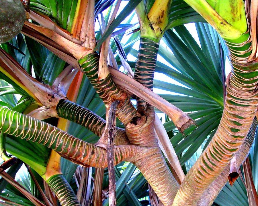 Palm Trees Photograph - Botanical Geometry by Suzi Freeman