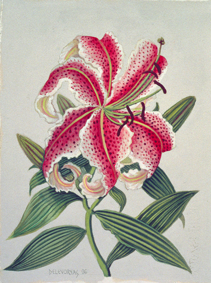 Botanical Lily Painting by Lillian Delevoryas Fine Art America