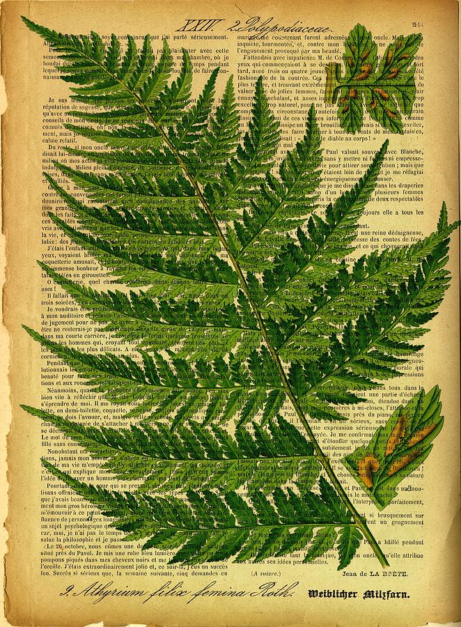 Botanical Print on old book page Digital Art by Lilia D