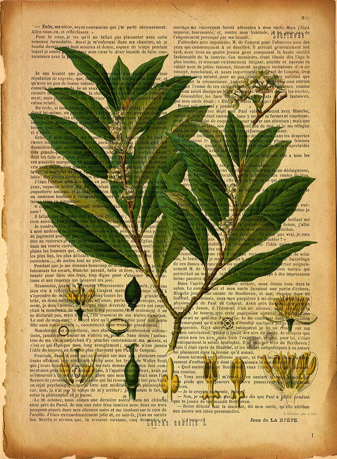 Botanical print on old page 2 Digital Art by Lilia D