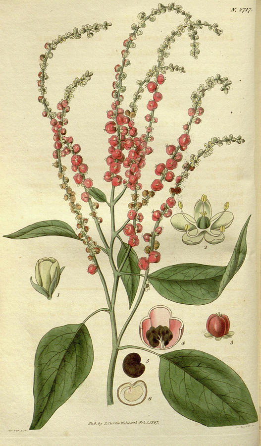 Swan Drawing - Botanical Print Or English Natural History Illustration by Quint Lox