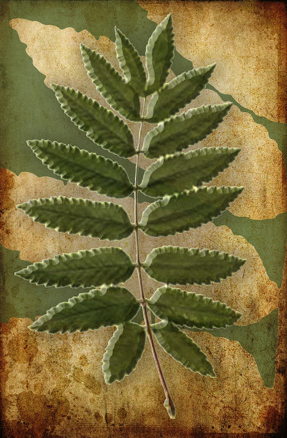 Botanical Rowen Tree Digital Art by Kandy Hurley