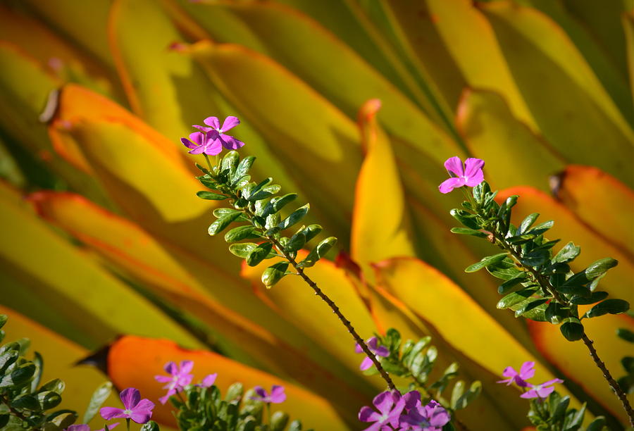 Flowers Still Life Photograph - Botanical Splendor by Lori Seaman