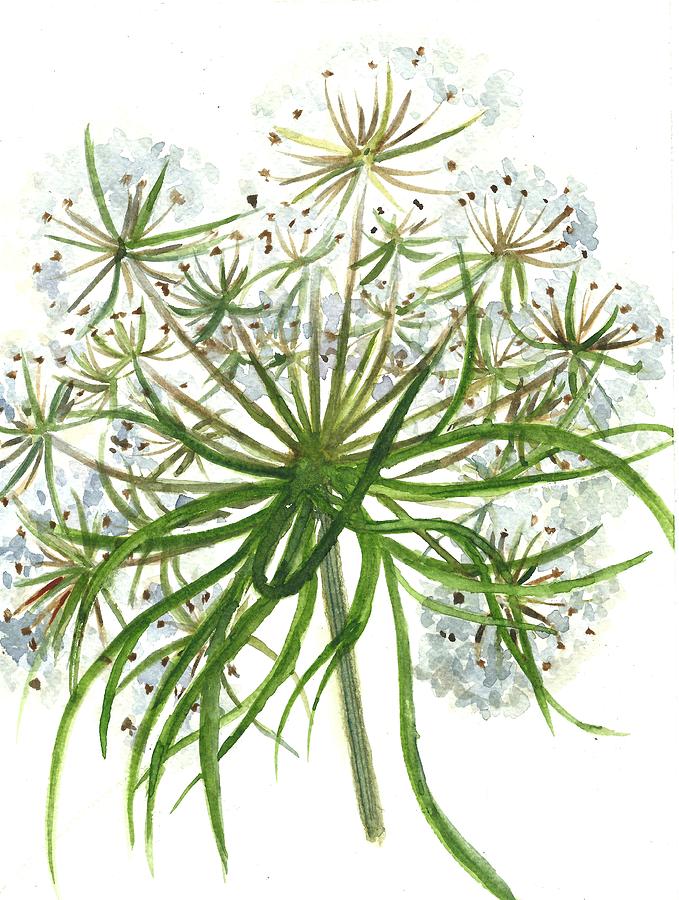Botanical Theme-Queen Annes lace Painting by Garima Srivastava