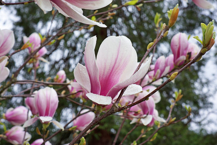 Magnolia Movie Photograph - Botanical Tree Pink White Magnolia Flowers by Patti Baslee