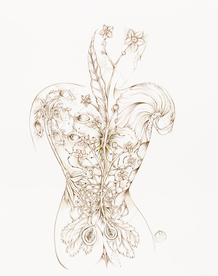 Botanicalia Cinnabar-Sold Drawing by Karen Robey