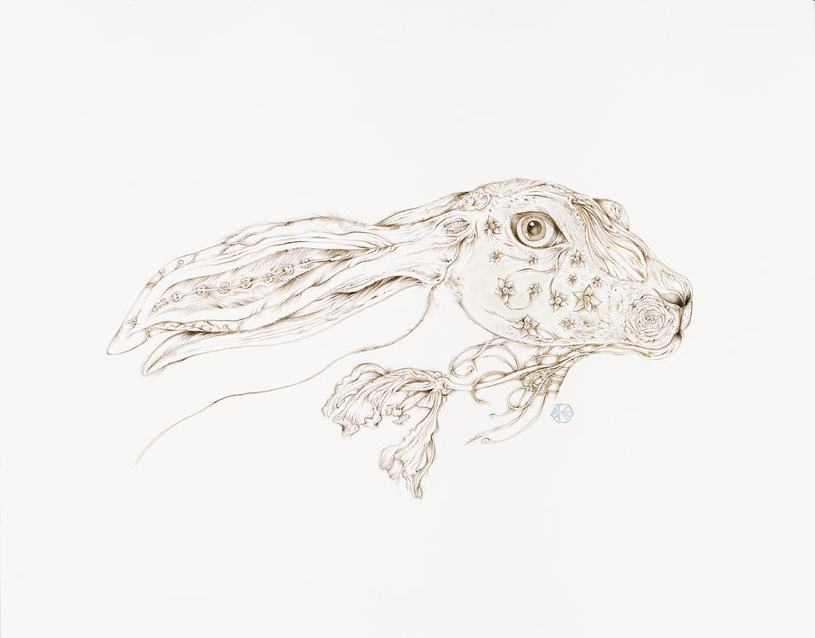 Botanicalia Jack Rabbit-Sold Drawing by Karen Robey
