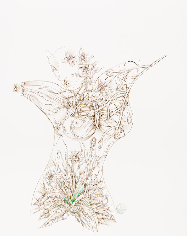 Botanicalia Joycelyn Drawing by Karen Robey